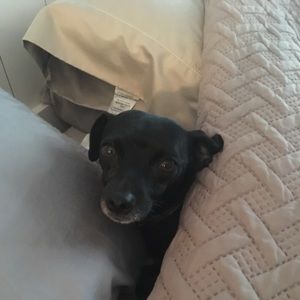 Meet your Posher, Anne